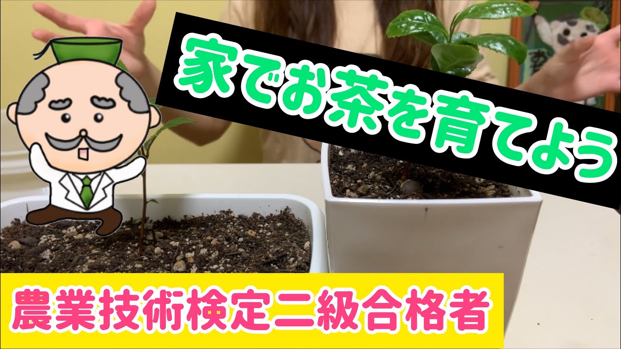 お茶の木の育て方 日本茶 家庭菜園は日本茶で決まり チャノキ Youtube