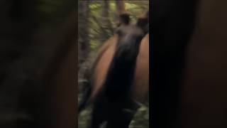 Close encounter with an elk!