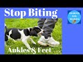 How To Stop Puppy From Biting Ankles And Feet When Ouch No Longer works