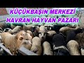 2022'NİN EN HAREKETLİ PAZARI ~ TAZE KUZULAR PAZARA GELMEYE BAŞLADI