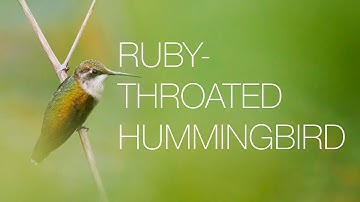 Avian Reveries: Ruby-throated Hummingbird