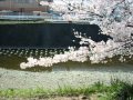 浪花恋しぐれ 都はるみ 岡千秋カバー