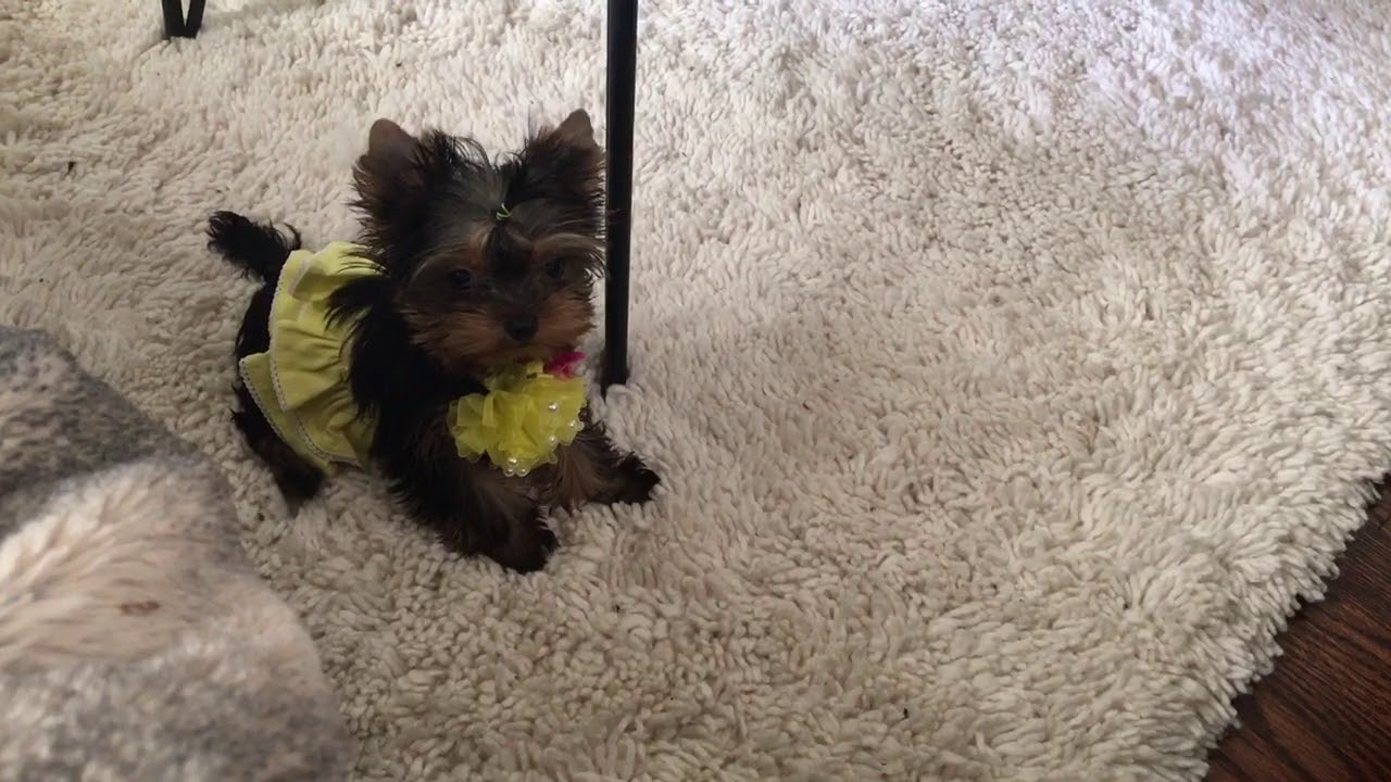 Baby doll yorkie for sale YouTube