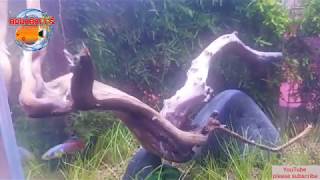 Nothobranchius Guentheri Red Killifish