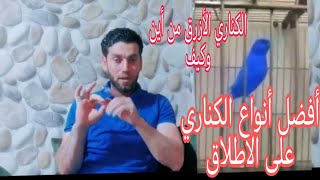 أفضل 10 سلالة من طيور الكناري انصحك ان تكون في غرفة انتاجك +أفضل نوع كناري لتعلم التغريد