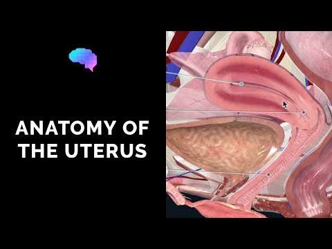 Anatomy of the Uterus | Ovaries | 3D Anatomy Tutorial