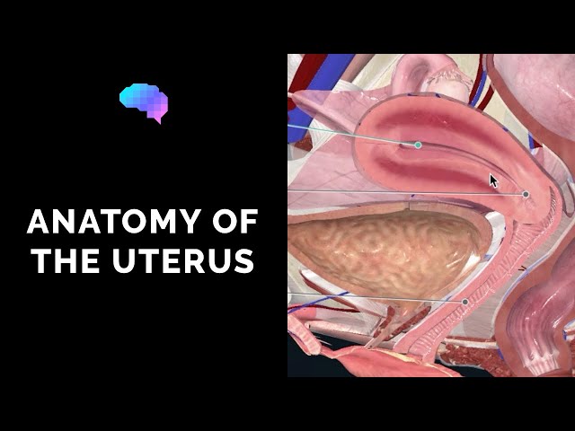 Anatomy of the Uterus | Ovaries | 3D Anatomy Tutorial | UKMLA | CPSA class=