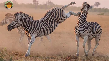 ¿Qué adaptación ha desarrollado para alimentarse las cebras de Grevy?