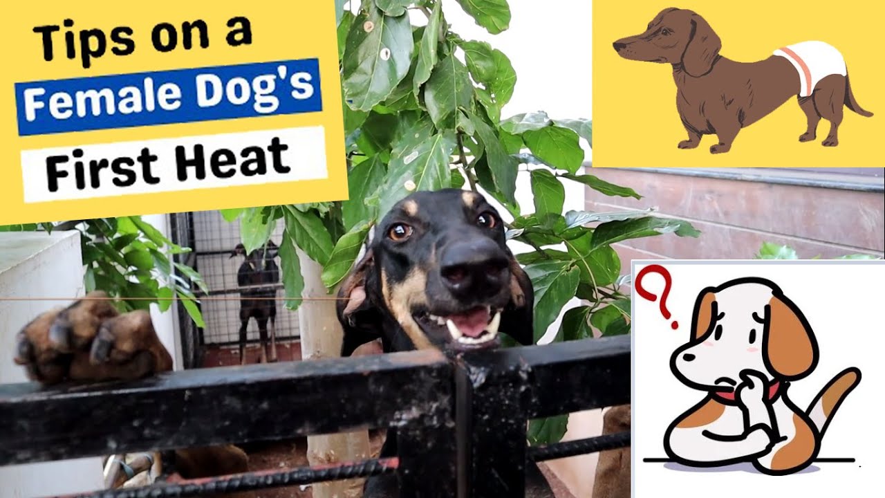 kuyili-s-first-heat-kanni-female-dog-first-heat-youtube
