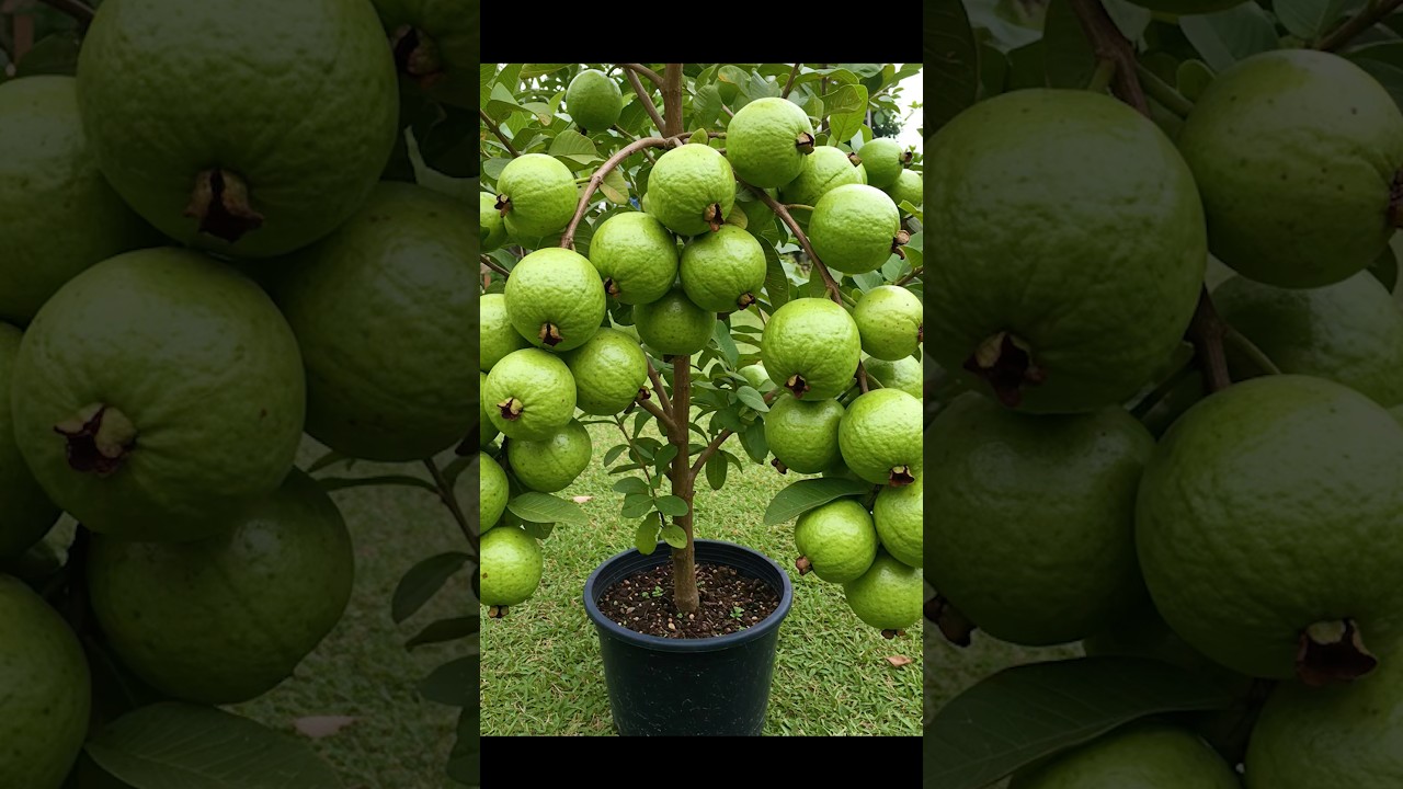 Best idea for growing guava tree! 