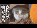 寝ながら鳴き出す赤ちゃんみたいな猿 / Pizzatoru the Bushbaby / ショウガラゴのピザトル #shorts