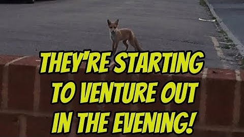Cubs are getting braver! #fox #wildlife #cute #fyp #viralvideo
