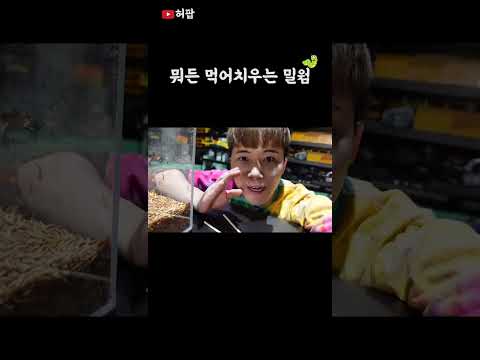 밀웜에게 햄버거를 주면 생기는 일