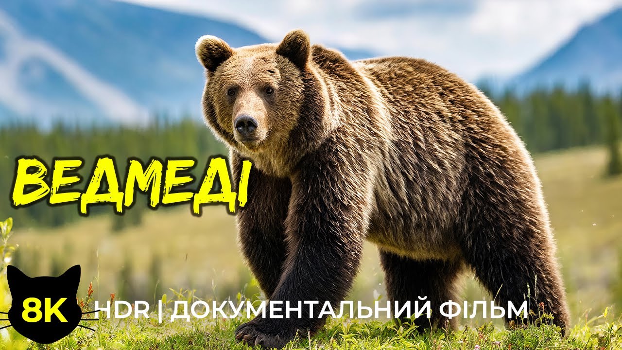 Що варто знати про ведмедів - Документальний фільм про дику природу у 8К HDR