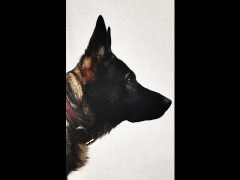 german-shepherd-101-|-all-about-german-shepherd-breed