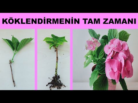 Video: Oleander Budama - Zakkumları Necə və Nə Zaman Kırmaq lazım olduğunu öyrənin