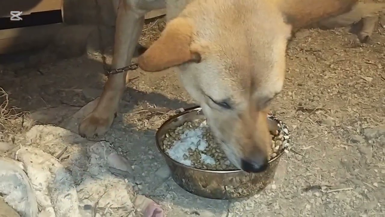 手羽先と生乳の犬飯