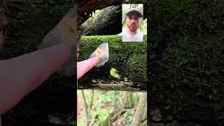 A perfeição da natureza é fantástica, uma semente linda em todos os sentidos #natureza #plantas