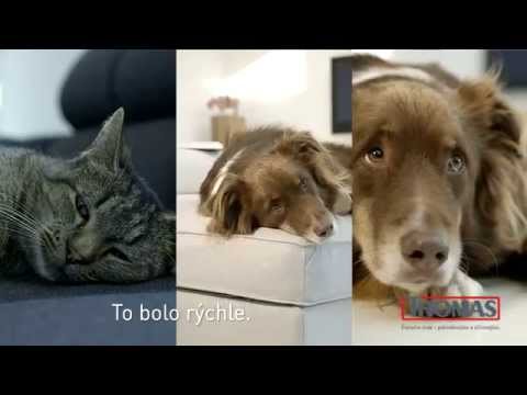 Video: Mačka Na Gauči