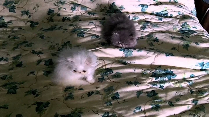 Watch the video about White and Blue Persian Girl Kittens Buffalo Creek Farms Cattery