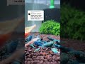 I document all my videos to try and help others. Be better #aquarium #shrimptank