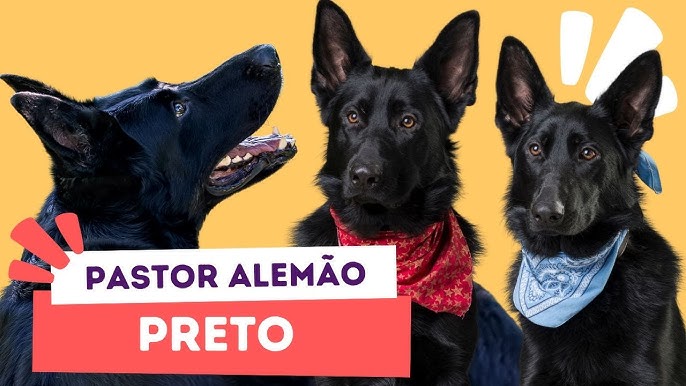 Pastor Alemão Preto X Pastor Belga Groenendael Vou escrever um pouco sobre  a diferença entre estes dois cães, na qual, existem muitos mitos, e  desconhecimento entre as variações. O que muitos leigos