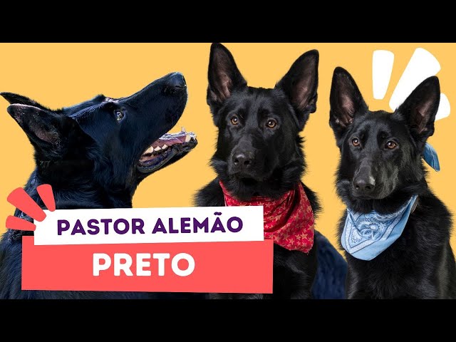 Eu sou um Pastor Alemão