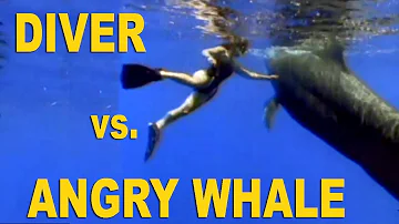 MASSIVE WHALE DRAGS DIVER TO THE DEEP!