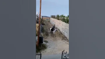 فرس فرس من حسنها الحسن أنخرس 