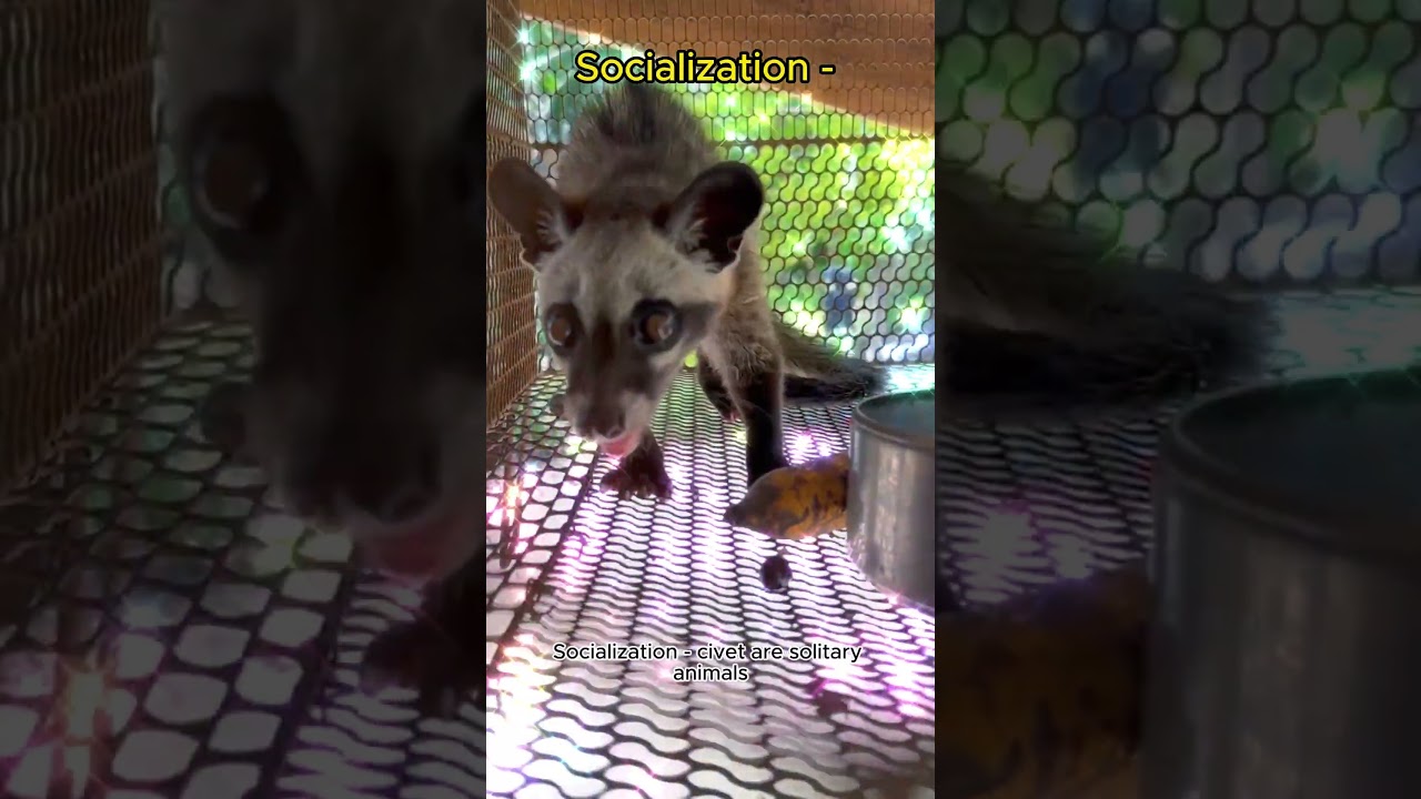 Civet Care Guide in Under A Minute 