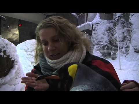 Penguins living at snow park in the desert