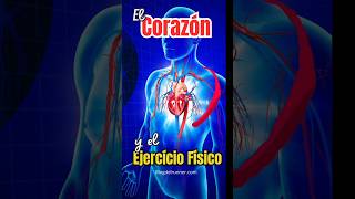 El Corazón y el Ejercicio Físico.