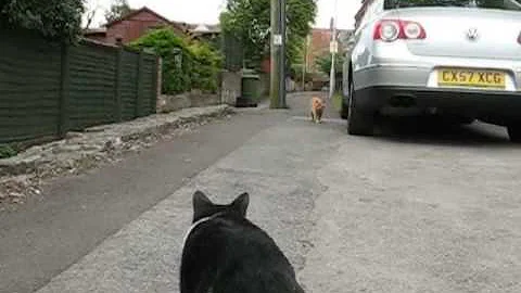 Alley cat whisperer