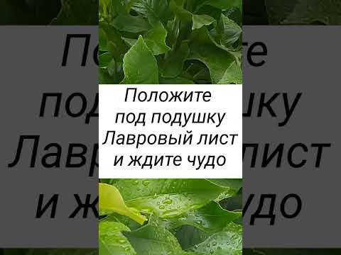 Положите под подушку лавровый лист#shorts