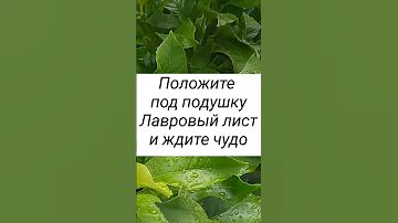Положите под подушку лавровый лист#shorts