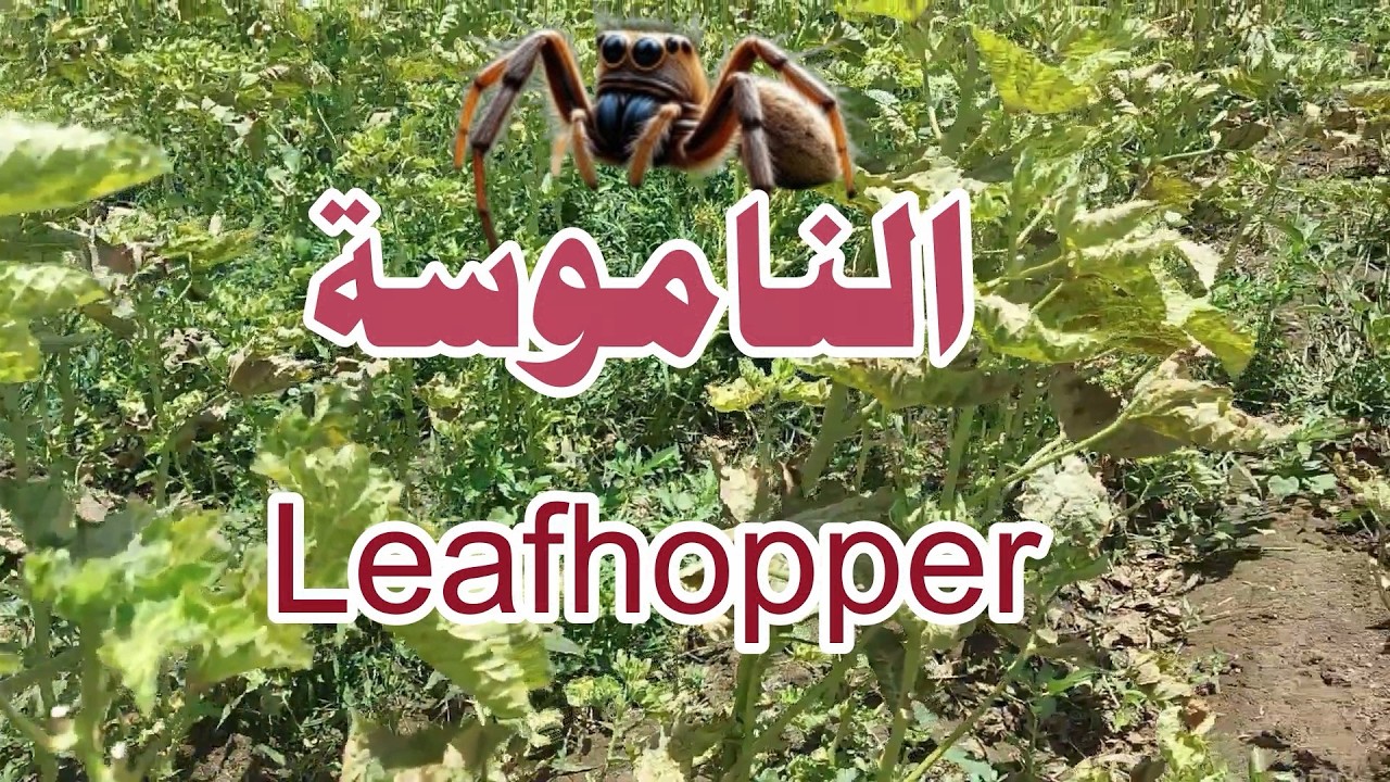 حشرة قضت على البامية (Leafhopper)