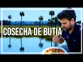 🔹Conocen el BUTIA? fruto de la PALMERA Butiá Odorata, autóctona del Uruguay, 🔹programa Contacto🌎🌍