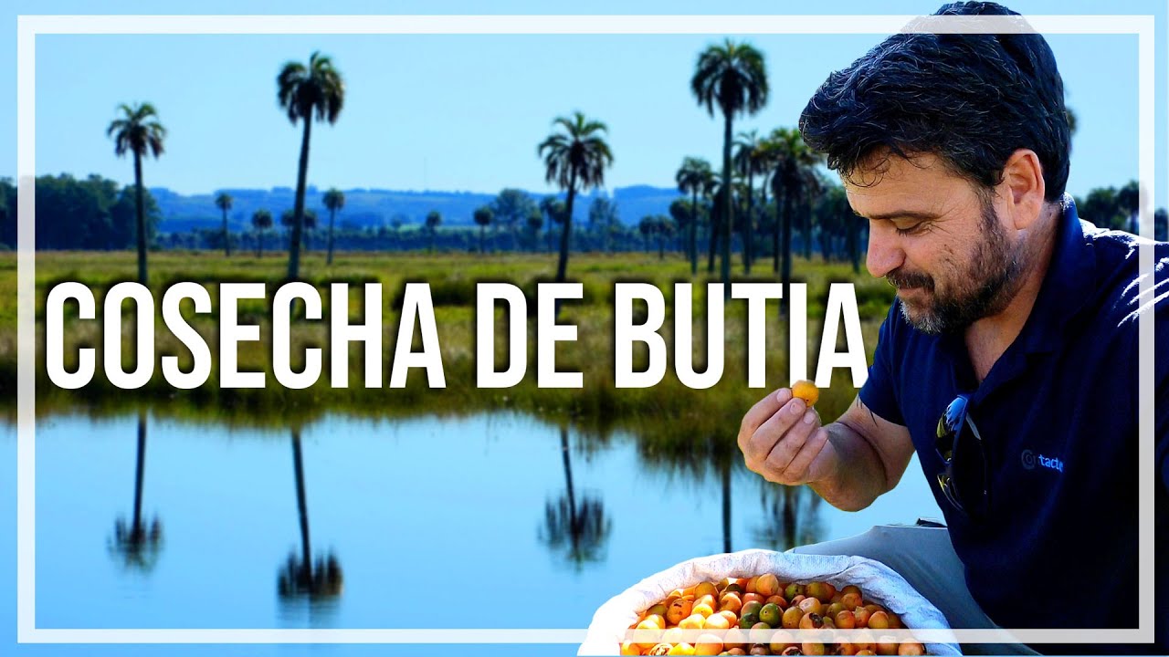 🔹Conocen el BUTIA? fruto de la PALMERA Butiá Odorata, autóctona del Uruguay, 🔹programa Contacto🌎🌍