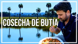 Conocen el BUTIA? fruto de la PALMERA Butiá Odorata, autóctona del Uruguay, programa Contacto