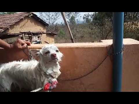 Dog bathing Indian Spitz