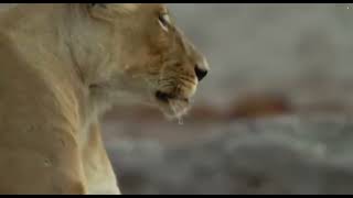 Uprising  Lion King Slayers   Bloody Wars in the Pride Full Episode   Savage Kingdom