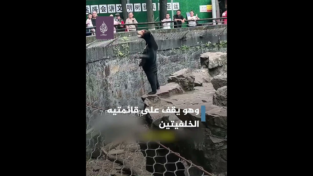 دب أم إنسان؟ حديقة حيوان في الصين تفتح تحقيقًا بسبب فيديو مثير للجدل