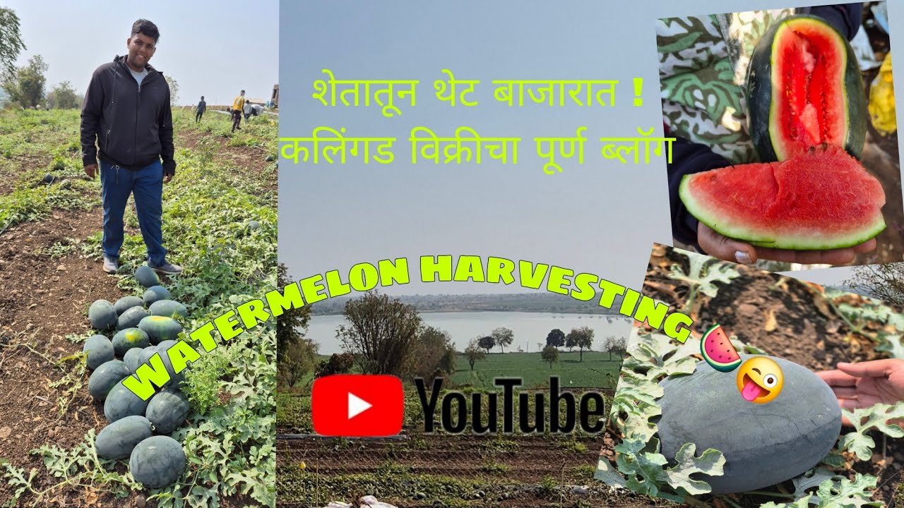 शेतातून थेट बाजारात ! कलिंगड विक्रीचा पूर्ण ब्लॉग💰🌱