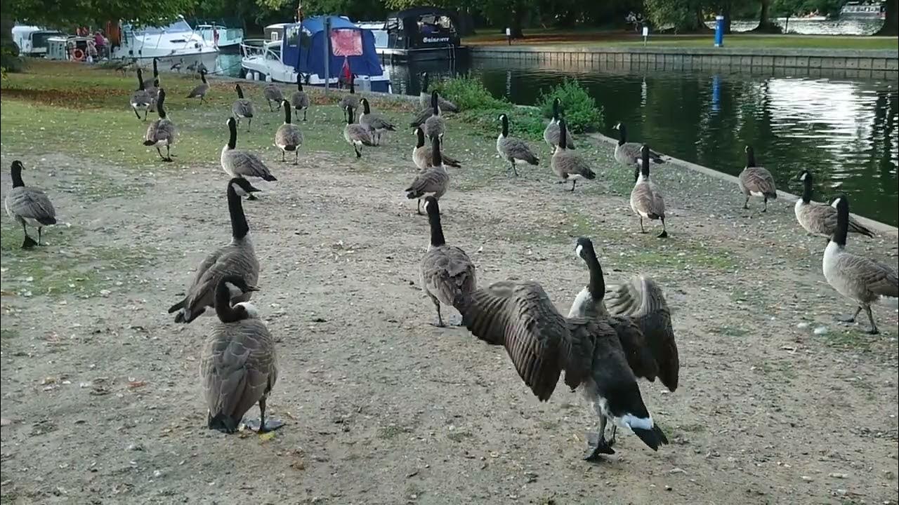 Noisy geese in Windsor. YouTube