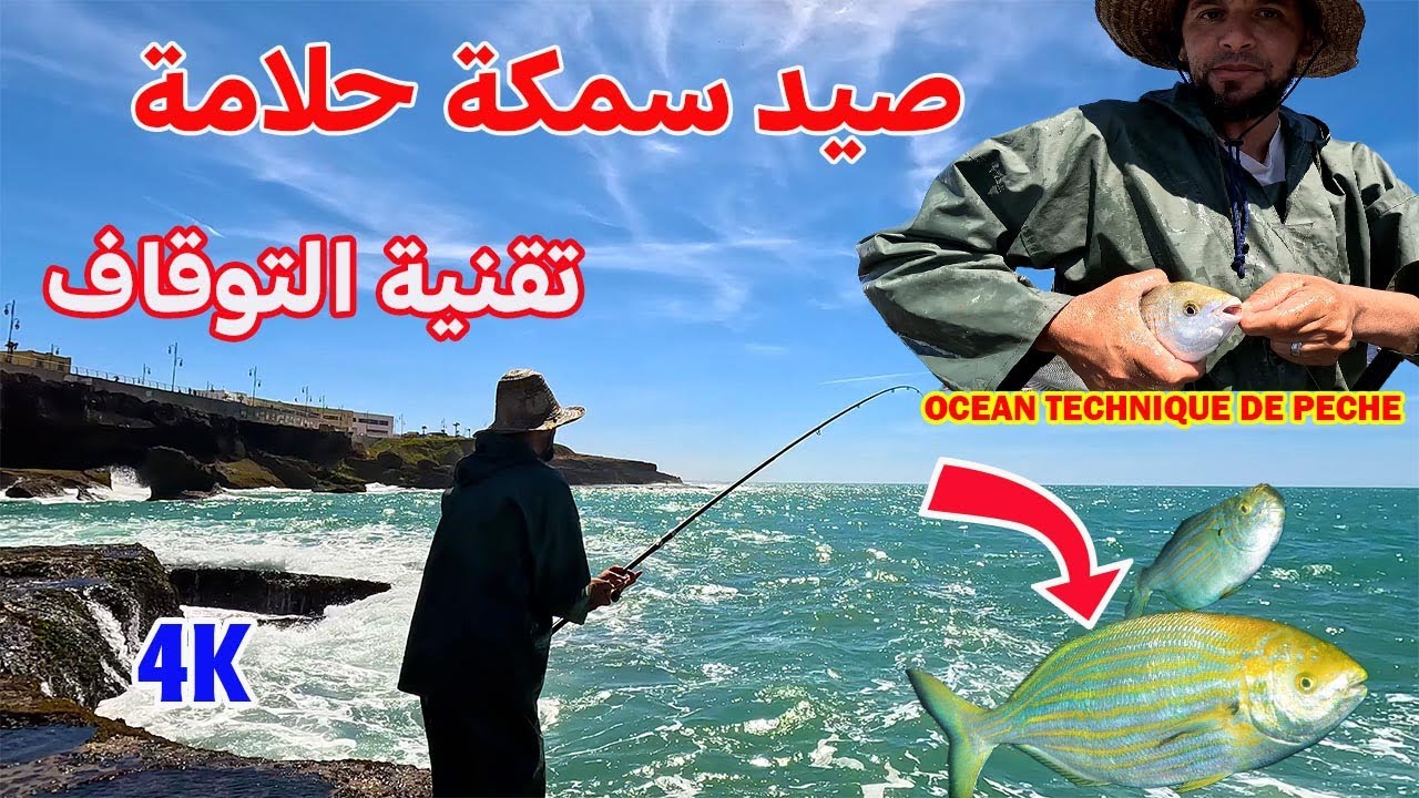 صيد سمكة حلامة بتقنية التوقاف