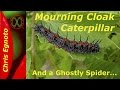 Spiny Elm Caterpillar (Mourning Cloak caterpillar), and a spider that looks like a flower!