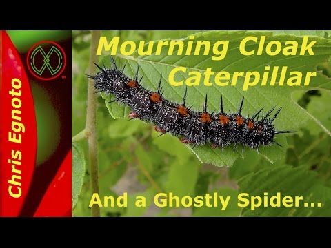 Video: What Does A Mourning Butterfly Look Like