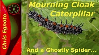Spiny Elm Caterpillar (Mourning Cloak caterpillar), and a spider that looks like a flower! Black Spiky Caterpillars