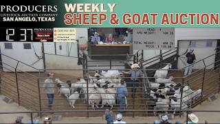 Producers Livestock Auction Co. | West Texas Sheep & Goat Auction | March 31, 2026