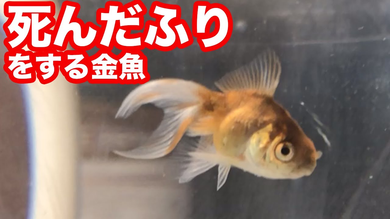 アクアリウム 金魚に嫌われた男 こんなにも露骨にされると流石に凹みます Youtube